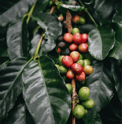 Ripe coffee cherries on plant used in Yemen Mocha-Mountain Specialty Coffee