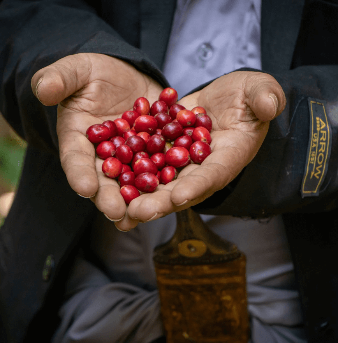 Fresh red coffee cherries being held in a farmer’s hands, showcasing the beginning of Al Yemenia's artisanal coffee process.