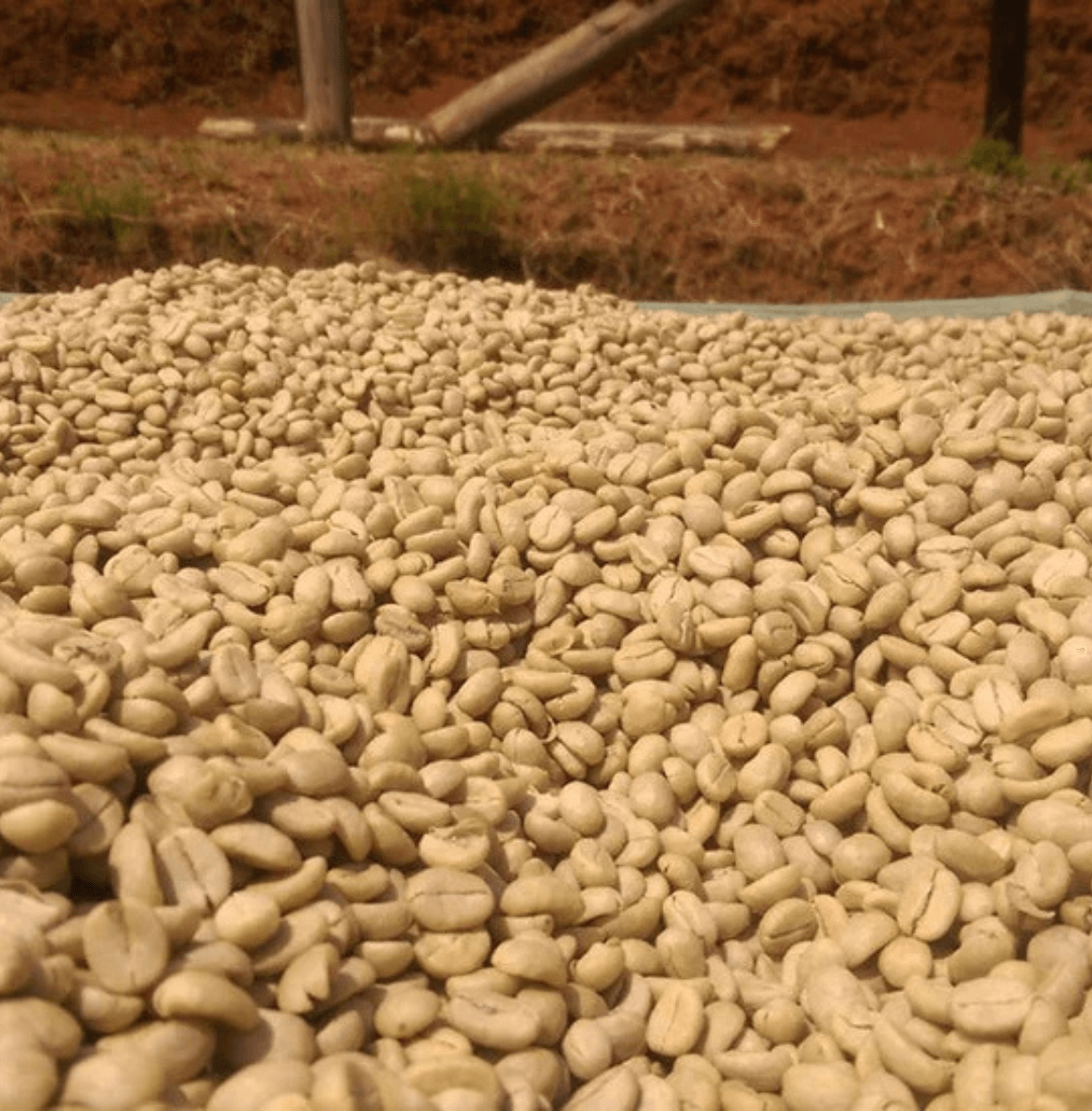 Close-up of freshly harvested coffee beans drying in the sun, highlighting the seasonal origin of Ben Rahim’s Backyard Blend.
