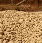 Close-up of freshly harvested coffee beans drying in the sun, highlighting the seasonal origin of Ben Rahim’s Backyard Blend.