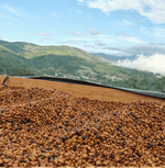 Wide view of coffee beans drying under the sun at a scenic farm, part of the Halwa Shop Blend’s post-harvest process.