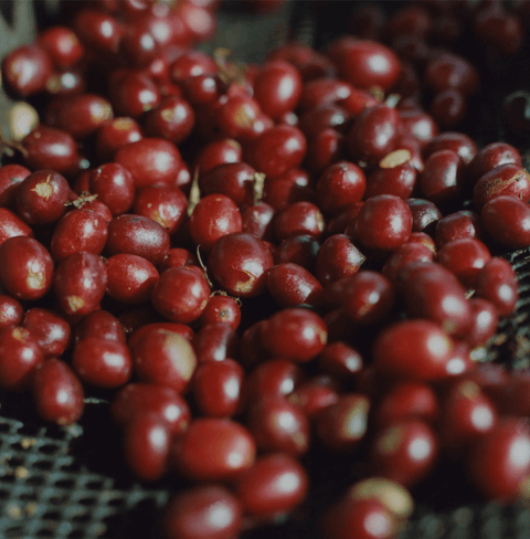 Colombian specialty coffee by La Cabra, Medina Espejo from Nariño with honey processing and anaerobic fermentation, offering rich flavor and high-altitude depth.