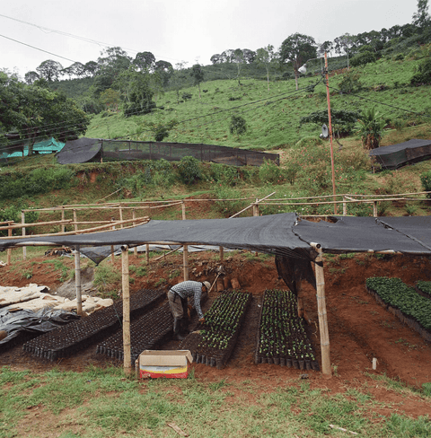 Colombian specialty coffee by La Cabra, Medina Espejo from Nariño with honey processing and anaerobic fermentation, offering rich flavor and high-altitude depth.