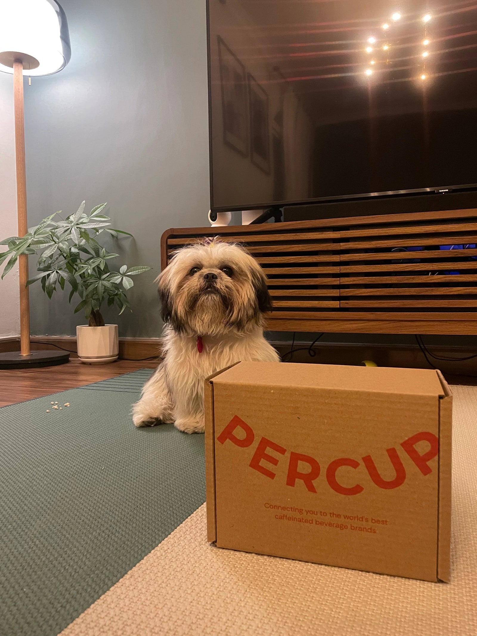 Our newest operations hire, Moshi, reporting for duty.