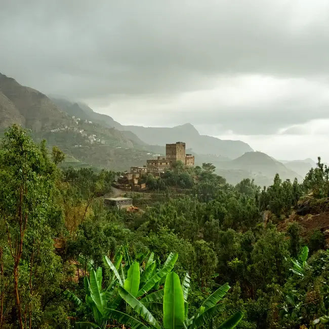 Lush, green coffee-growing region in Yemen with traditional village and terraced hills, representing the origin of Al Yemenia coffee.