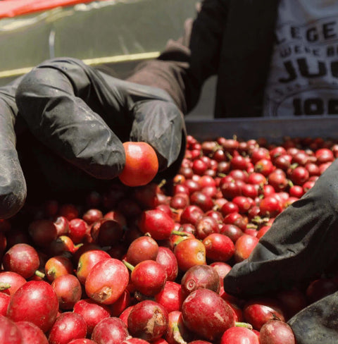 Yemeni coffee beans being hand selected from fresh red coffee cherries for Copperwood Attarah Reserve