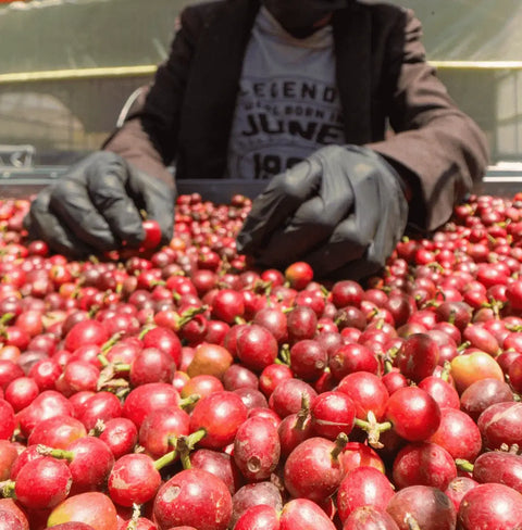 Yemeni coffee beans being hand-sorted and sun-dried for premium Attarah Reserve coffee