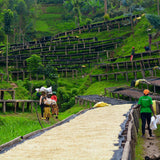 A wide outdoor scene of lush green terraced hillsides with wooden railings and several people walking along a path beside a long sun-drying bed filled with pale yellow crops.