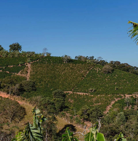 Sitio Balaio by TAF Coffee – Brazilian Yellow Catuai with peach, vanilla, sugar cane, nougat, and lime notes in a clean, balanced cup.