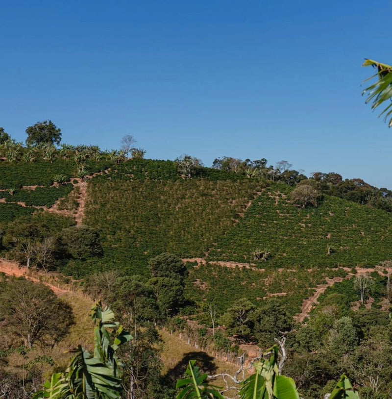 Sitio Balaio by TAF Coffee – Brazilian Yellow Catuai with peach, vanilla, sugar cane, nougat, and lime notes in a clean, balanced cup.