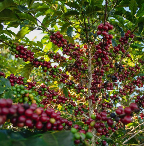 Sitio Balaio by TAF Coffee – Brazilian Yellow Catuai with peach, vanilla, sugar cane, nougat, and lime notes in a clean, balanced cup.