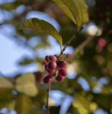 Yemeni coffee beans ripening on a coffee tree in West Haraz, Yemen