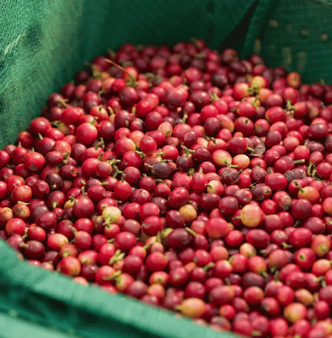 Pomegranate infused Yemeni coffee capsules featuring ripe Yemeni coffee cherries in a green harvest basket