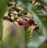 Yemeni coffee beans growing on a coffee plant, showcasing ripe red cherries from Attarah Reserve