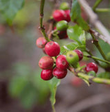 Peach Infused - Drip Bag Yemeni Coffee