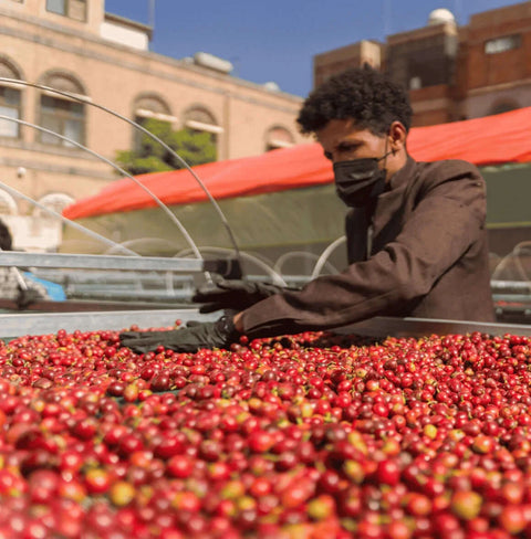 pomegranate infused Yemeni coffee capsules with worker handling fresh coffee cherries in a Yemeni drying process