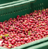 Yemeni coffee beans from Harazi Almasar Reserve, fresh red coffee cherries sorted in a green basket