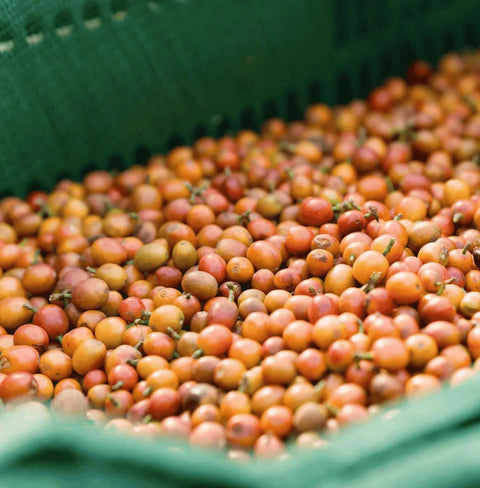 Peach Infused - Drip Bag Yemeni Coffee