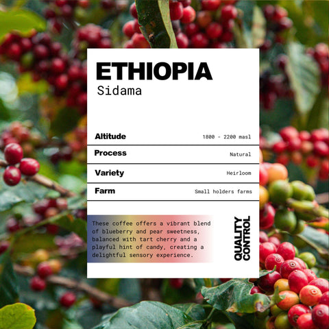 Ethiopia Sidama