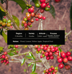 Arabic Coffee (Gahwa Blend) Palate coffee - Award-Winning & Rich in Tradition