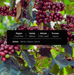 Costa Rica Milenio Palate Coffee - Fruity & Balanced