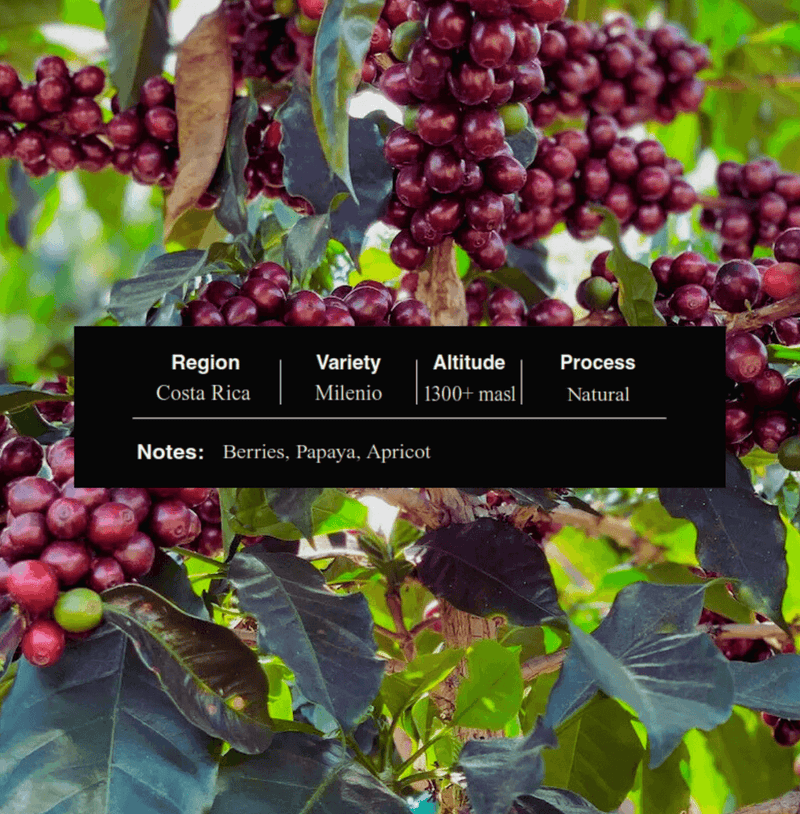 Costa Rica Milenio Palate Coffee - Fruity & Balanced