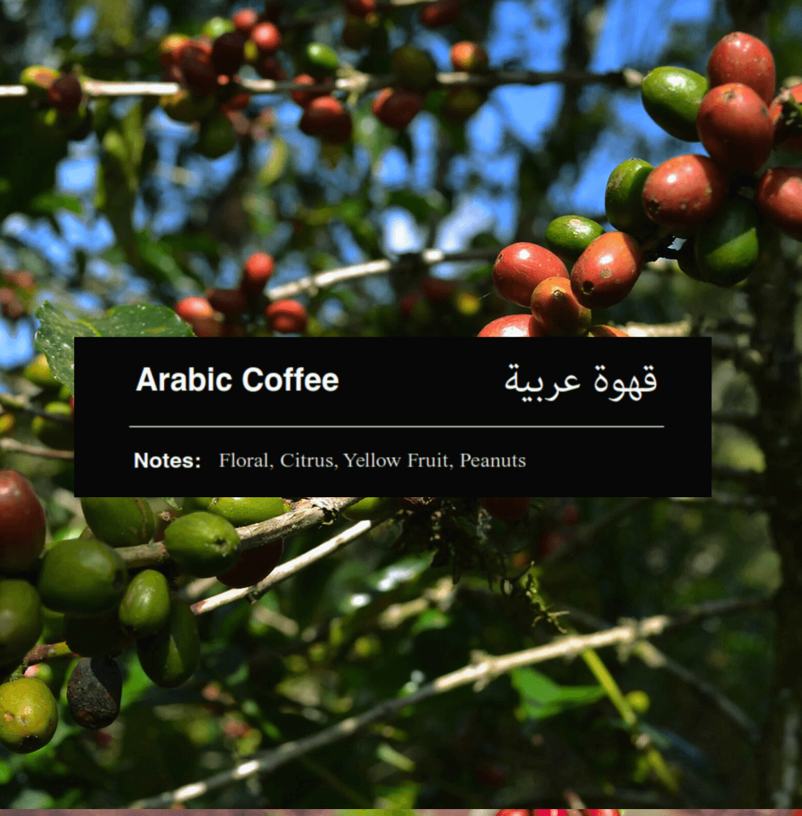 Palate Espresso Blend Coffee - Bold & Chocolatey Flavor
