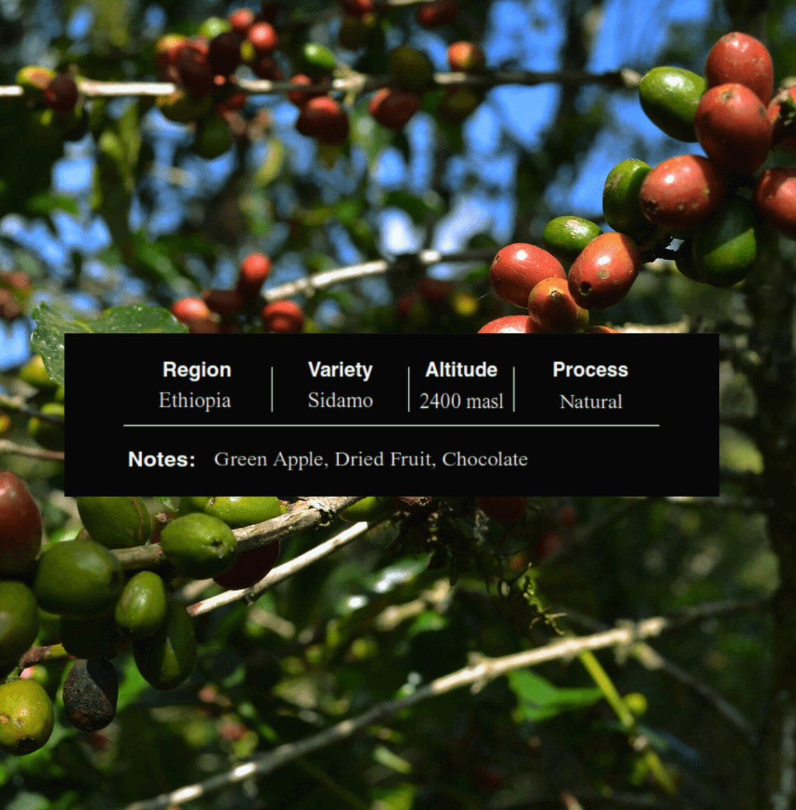 Ethiopia Sidamo Palate coffee - Bright & Fruity