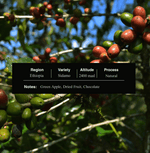Ethiopia Sidamo Palate coffee - Bright & Fruity