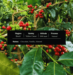 Brazil Yellow Catuai Palate coffee - Smooth & Creamy