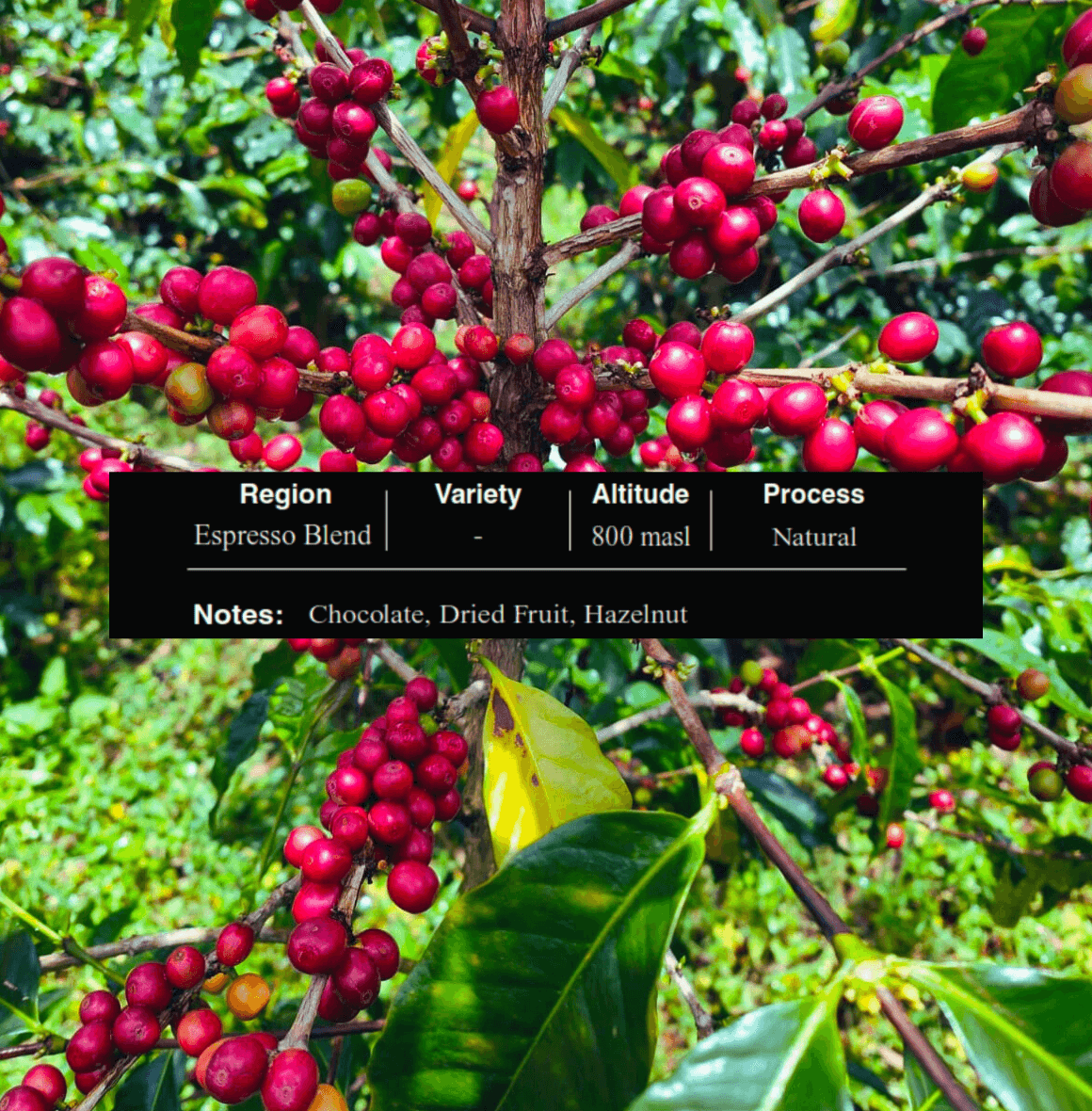 Espresso Blend Palate coffee - Bold & Chocolatey