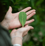 Traditional Yerba Mate