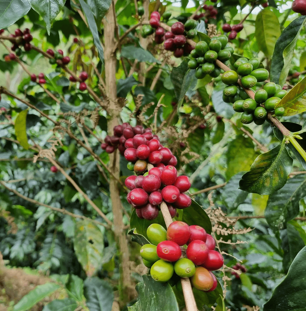 Alejandro Padilla’s Marshell lot from Cajamarca, Peru – a single-farm specialty coffee with bright, creamy notes, grown at 1,850 masl on volcanic soil by CULT COFFEE ROASTERS.