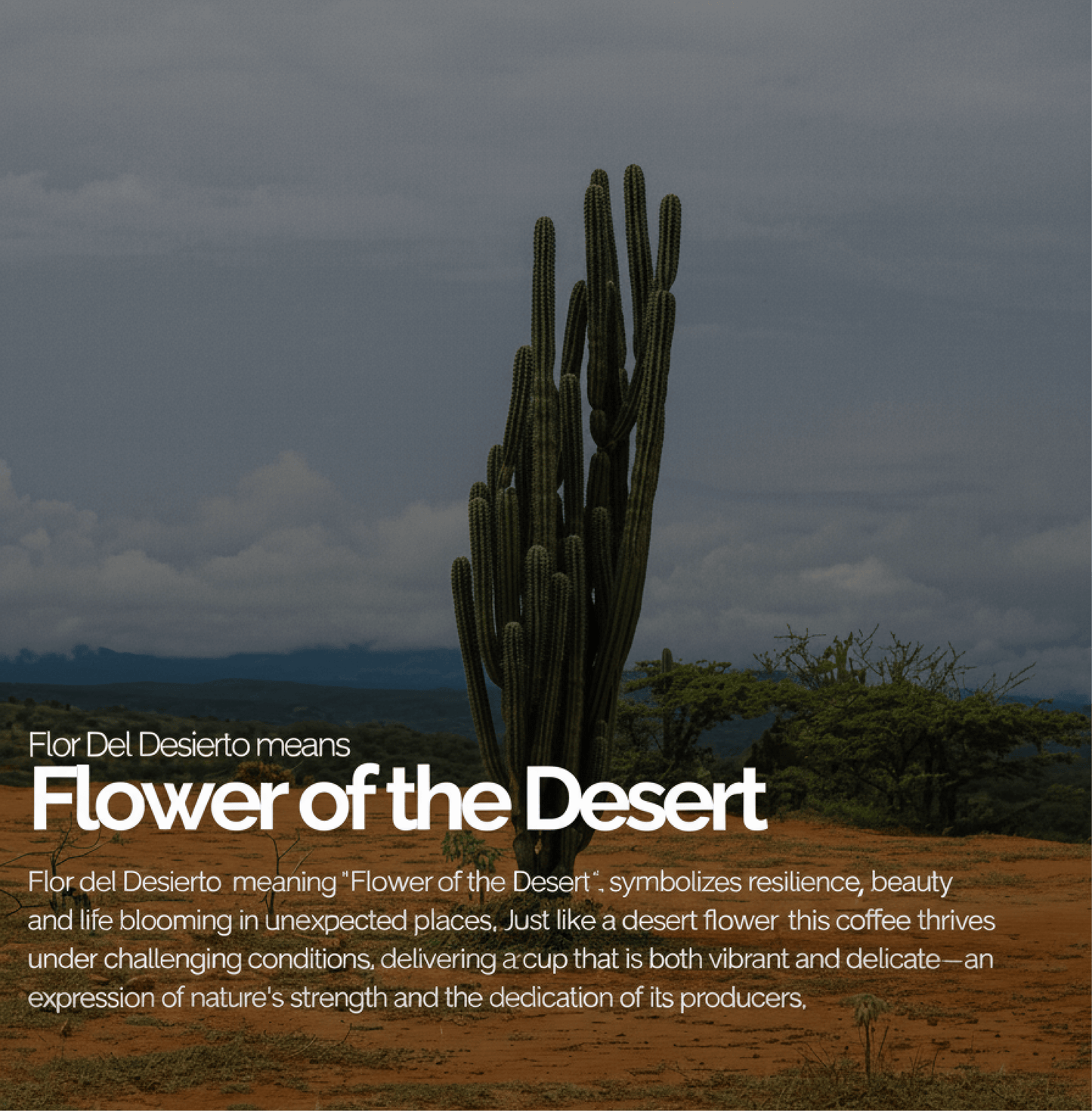 Cactus landscape representing Colombia Flor Del Desierto coffee, symbolizing resilience and vibrant flavor from the Huila region.