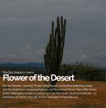 Cactus landscape representing Colombia Flor Del Desierto coffee, symbolizing resilience and vibrant flavor from the Huila region.