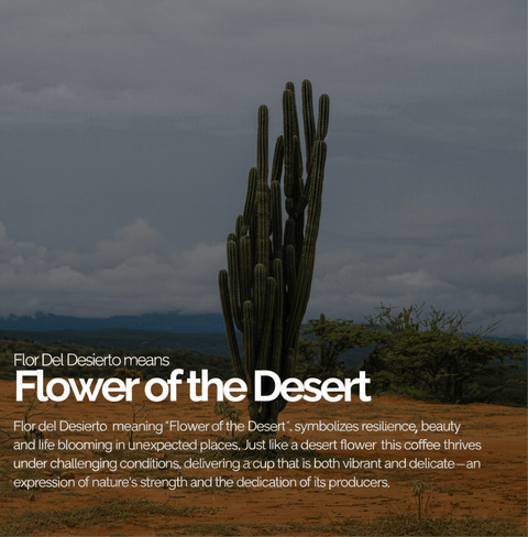Cactus landscape representing Colombia Flor Del Desierto coffee, symbolizing resilience and vibrant flavor from the Huila region.