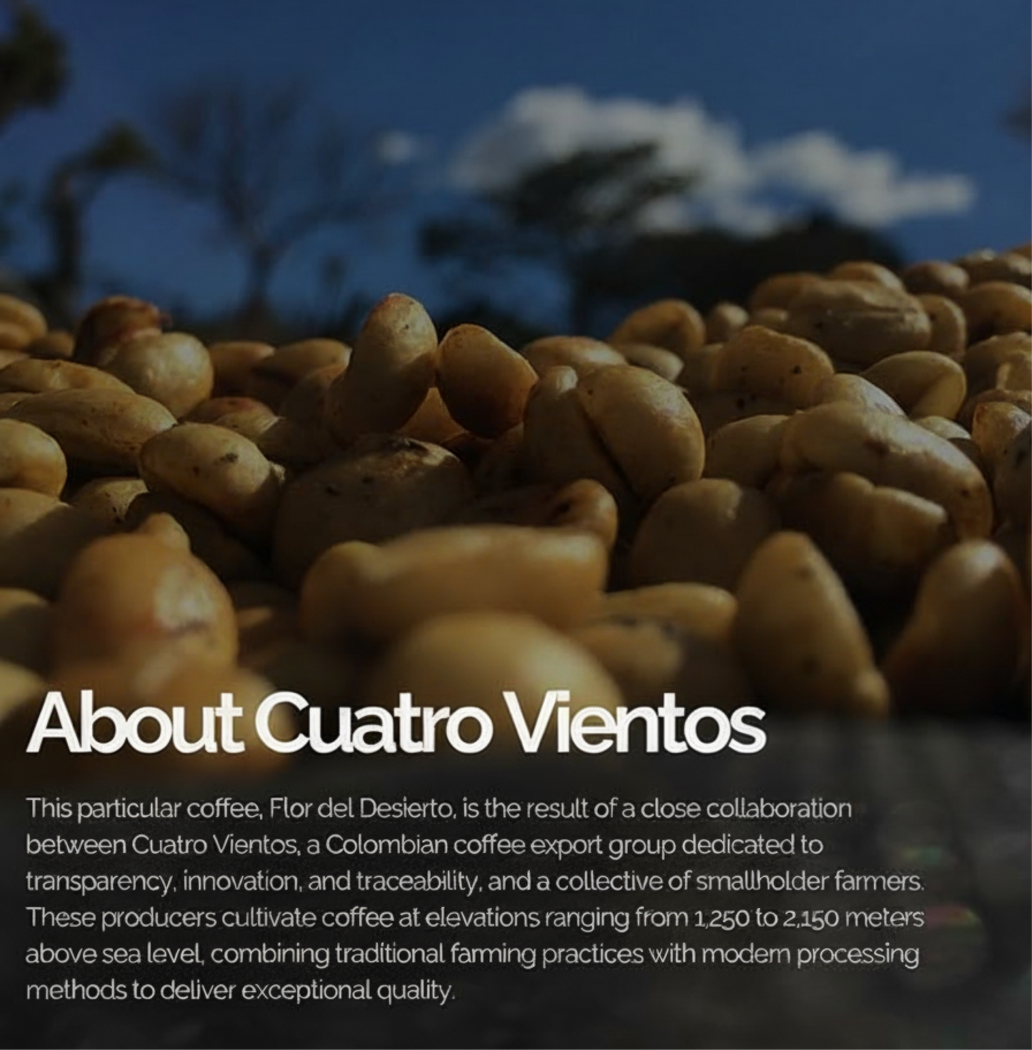 Colombia Flor Del Desierto coffee beans by Cuatro Vientos showcasing natural-process beans from Huila region.