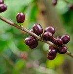 Ripe coffee cherries on the branch, showcasing the fruit-forward essence of Halwa Shop Blend espresso.